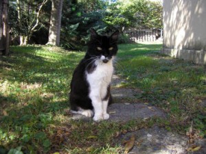 Gros minet
