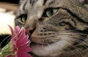 chat-fleur