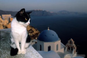 chat grec