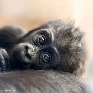 wildlife-animal-photography-marina-cano-16-640x640